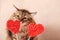 Valentine`s day background. Beautiful fluffy cat sniffs a heart-shaped Lollipop on a beige background, close-up