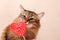 Valentine`s day background. Beautiful fluffy cat sniffs a heart-shaped Lollipop on a beige background, close-up