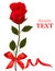 Valentine`s day card. Beauty red rose with bow.