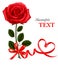 Valentine`s day card. Beauty red rose with bow