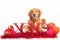 Valentine\'s Day Dog wit XOXO sign