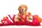 Valentine\'s Day Dog wit XOXO sign