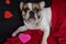 Valentine`s Day French Bulldog