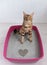 Valentine`s day heart gift from bengal cat