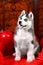 Valentine`s day husky puppy on a texture background.