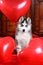 Valentine`s day husky puppy on a texture background.