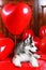 Valentine`s day husky puppy on a texture background.