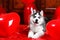 Valentine`s day husky puppy on a texture background.