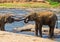 Valentine\'s day, Kissing elephants and playing in river, Sri Lan