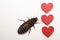 Valentine`s Day Promotion Name Roach - QUIT BUGGING ME. Cockroach and red hearts on white background, flat lay