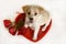 Valentine\'s Day Puppy with heart and roses