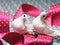 Valentine`s day symbol white dove birds.