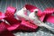 Valentine``s day symbol white dove birds.