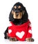 Valentine\'s puppy