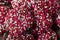 Valentine`s Red and White Chocolate NonPareils