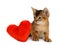 Valentine theme kitten with red heart isolated