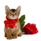 Valentine theme kitten with red heart and rose