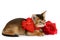 Valentine theme kitten with red heart and rose