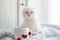 Valentine theme white kitten