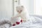 Valentine theme white kitten