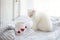 Valentine theme white kitten