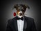 Valentines Appenzeller Mountain dog in love holding a rose with mouth, in a suit looks, isolated on black background