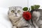 Valentines Day cat purebred Scottish fold with a red rose lies on the bed. Happy valentine& x27;s greetings