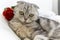 Valentines Day cat purebred Scottish fold with a red rose lies on the bed. Happy valentine& x27;s greetings. March 8, women& x27;s