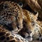 Valentines Day Cuddling Animals - Jaguar Couple1 (Generative AI)