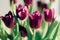 Valentines day or mothers day tulip flowers purple color