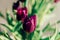 Valentines day or mothers day tulip flowers purple color