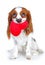 Valentines day photo. Dog with hear. Puppy with plush sof heart. Valentine`s day spaniel. Puppy love. Cute king charles