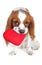 Valentines day photo. Dog with hear. Puppy with plush sof heart. Valentine`s day spaniel. Puppy love. Cute king charles