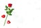 Valentines Day Red rose flower hearts decoration Love