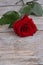 Valentines Day red rose, wooden background.