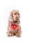 Valentines day spaniel puppy