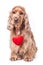 Valentines day spaniel puppy
