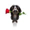 Valentines dog in love