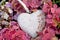 Valentines Heart On Hydragena Blossom