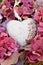 Valentines Heart On Hydragena Blossom