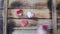 Valentines holiday cookie decoration. Piping white lace on brown heart-shaped biscuit. Tasty gingerbread cookie.