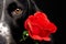 Valentines portrait of a black dog on a black background holding an artificial red rose in its mouth.