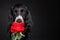 Valentines portrait of a black dog sniffing an artificial red rose