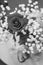 Valentines Rose and Babys Breath in black and white