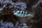 Valentinni`s sharpnose puffer Canthigaster valentini