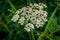 Valerian Flower with Lots of Flies