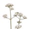 Valerian flower on white background