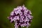 Valerian flowers at close range