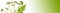 Valerian officinalis banner.Medicinal herbs and flowers banner. Valerian flowers on white background with green gradient