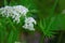 Valerian officinalis on a green background. Healing flowers and herbs.